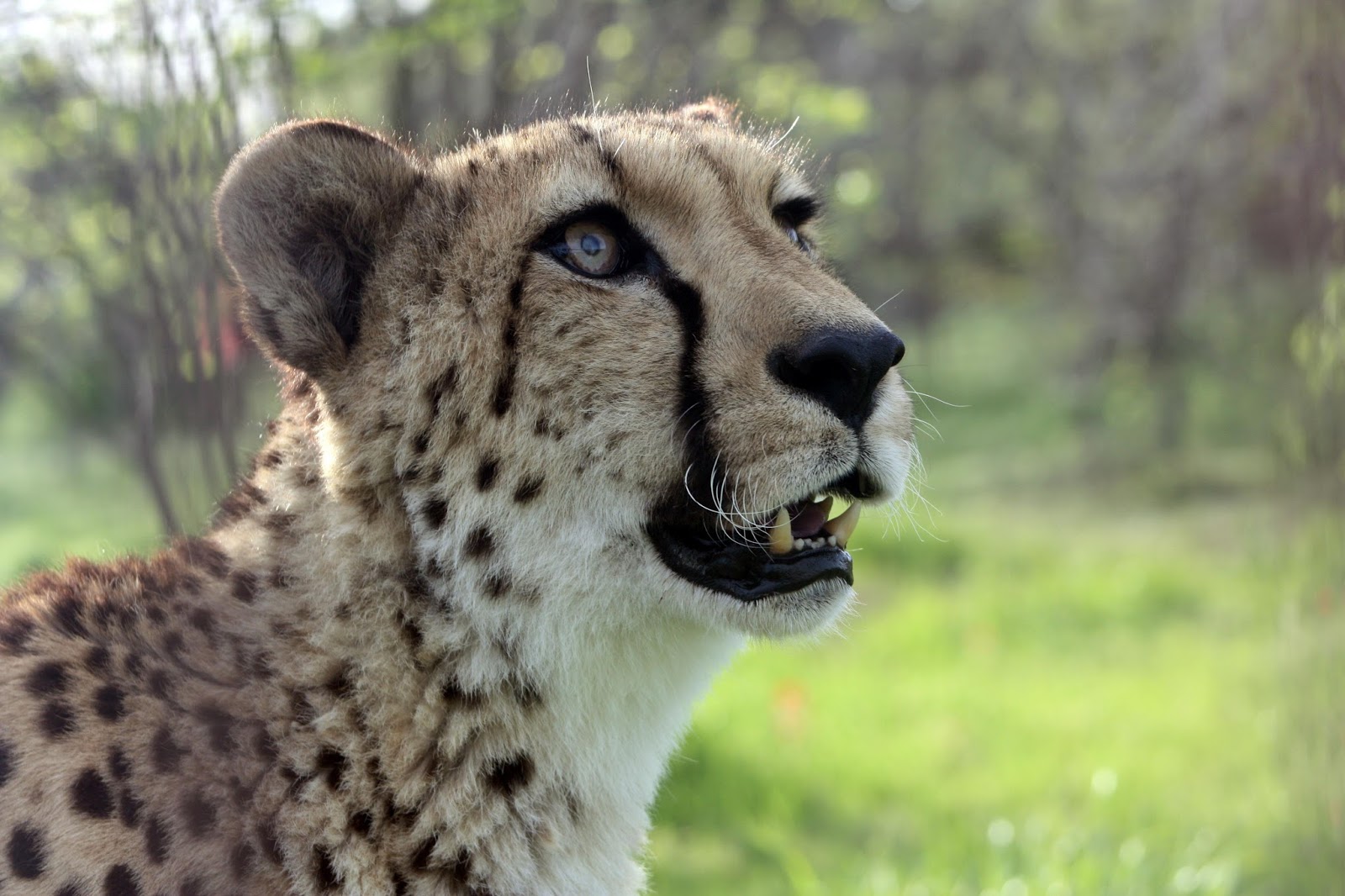IEAS News Why Do Big Cats Roar?