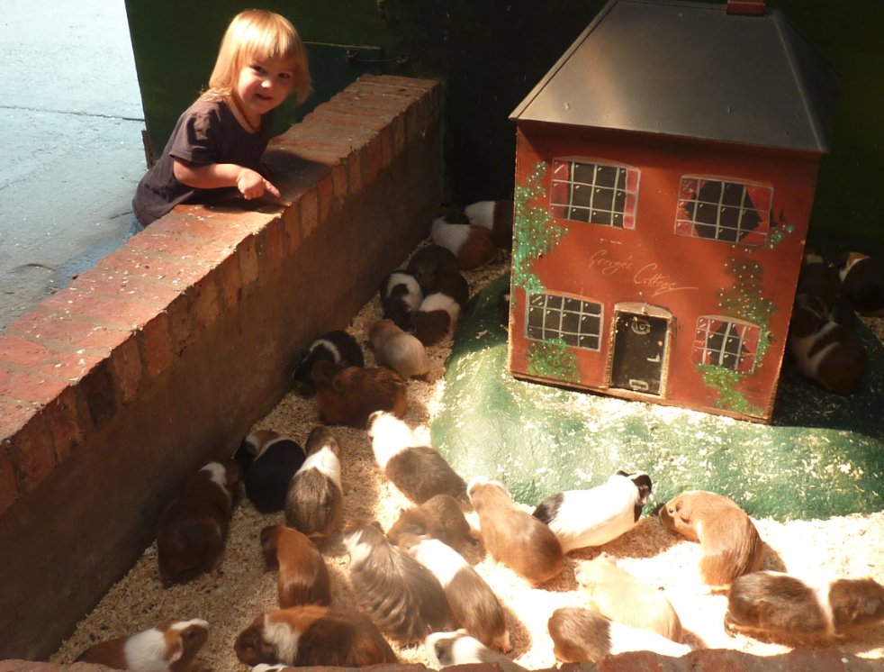 Jovial Spondoodles Hatton farm Park