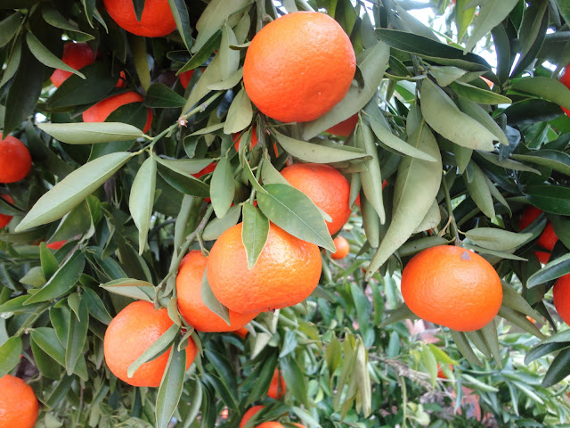 MANDARINAS CLEMENTINAS EN EL ÁRBOL EN INVIERNO