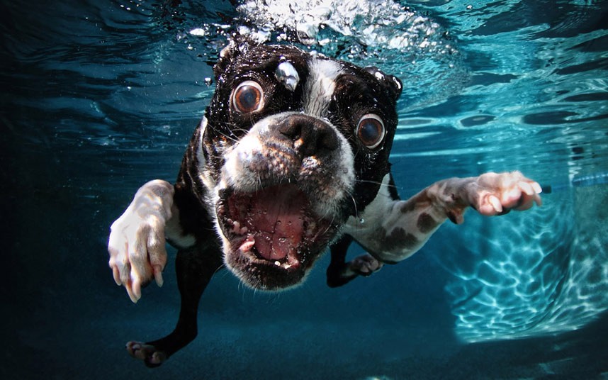 Feeling Fictional: Review: Underwater Dogs - Seth Casteel