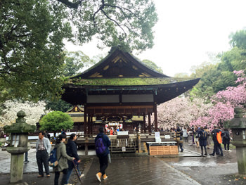 桜の平野神社