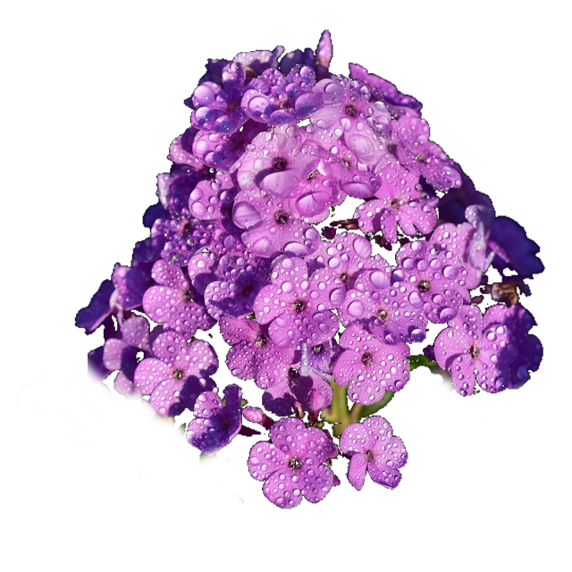 Clip Art: Flowers on a transparent background
