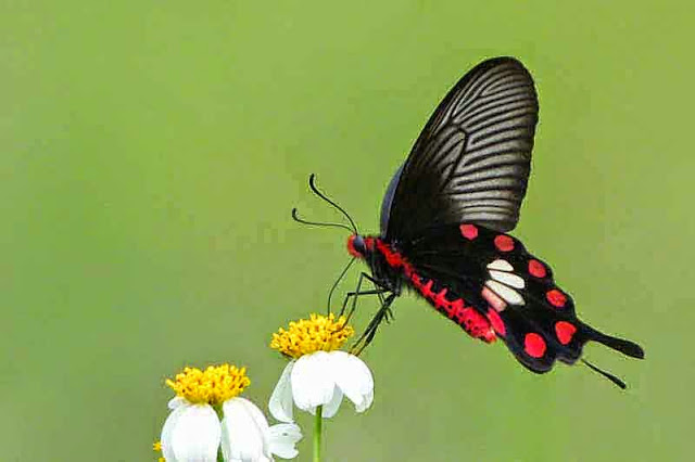 swallowtail, butterfly, black, white, red