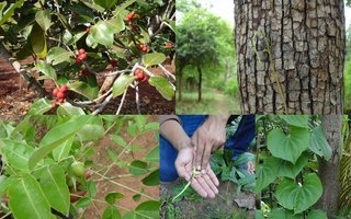 Roses Du Jardin Cheneland Azalee Japonaise Gilbert Mullier