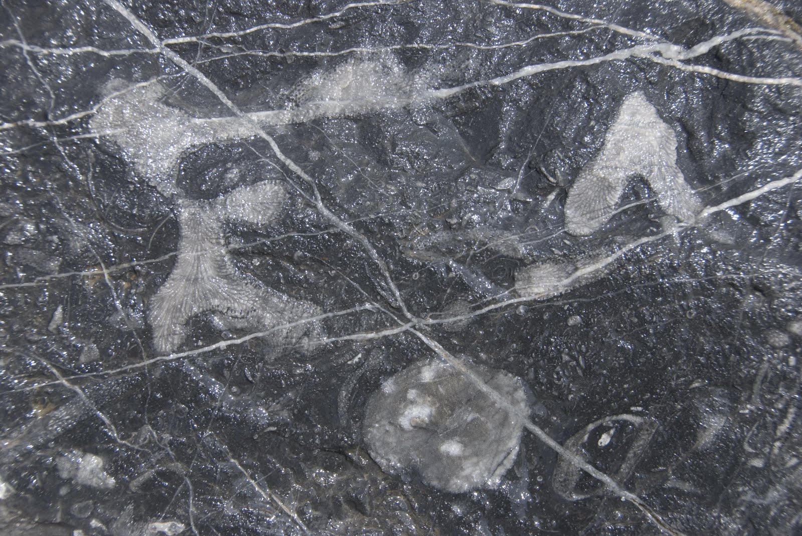 parttime Naturalist Ol' fossils, Torquay