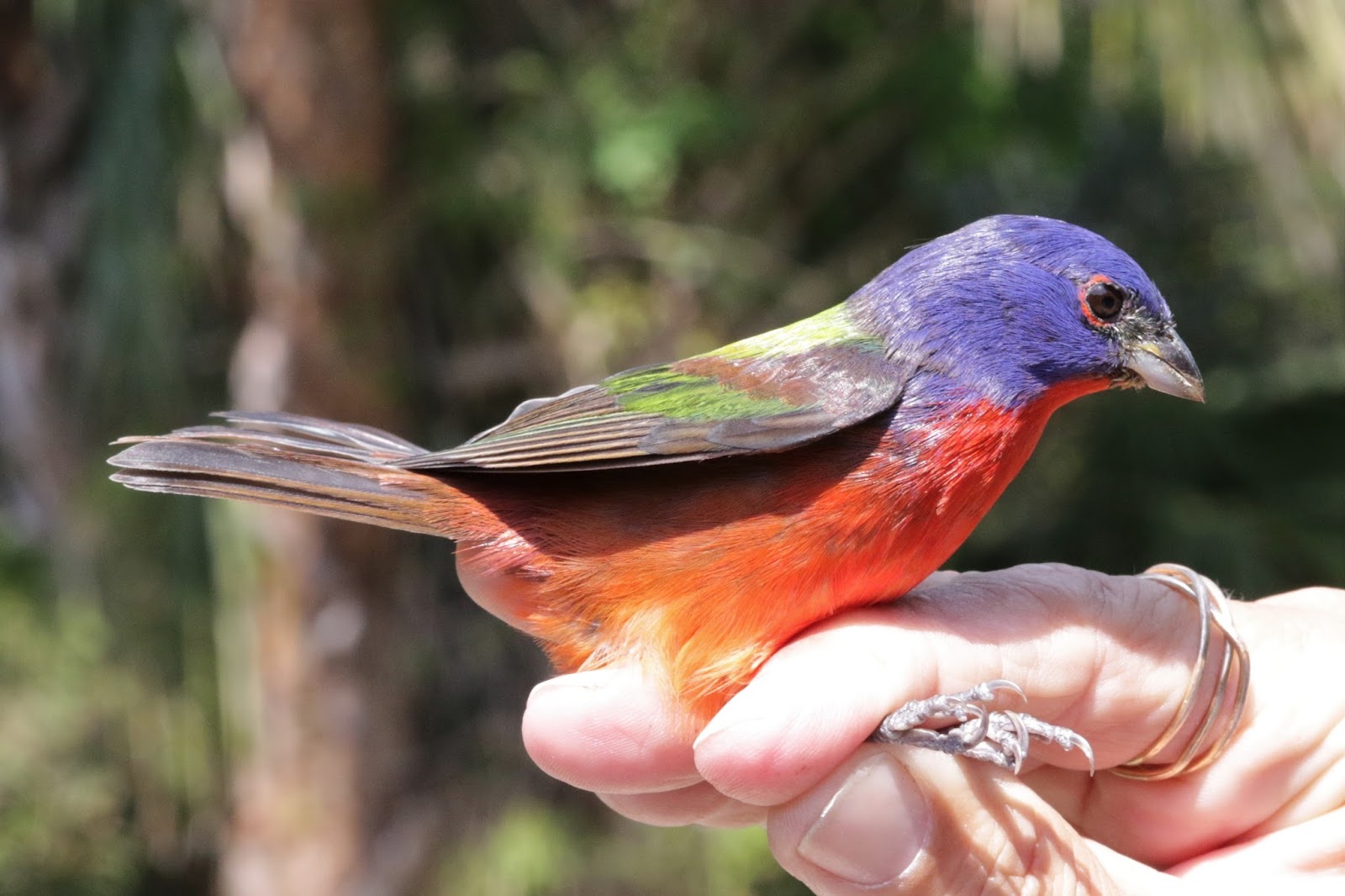 Bird Banding Learning From Birds Inhand How Painted Buntings grow