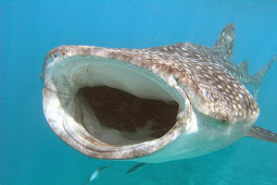 the biggest fish in the sea - Pictures Of The Biggest Fish On Earth -
PictureMeta