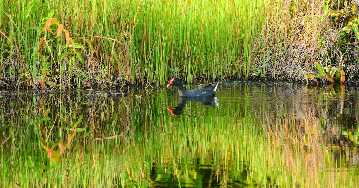 Hidupan Liar Bengkulu