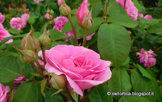 rose del giardino della fattoria didattica dell ortica a Savigno Valsamoggia Bologna vicino Zocca