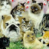 Kisah Kucing dalam Peradaban Islam
