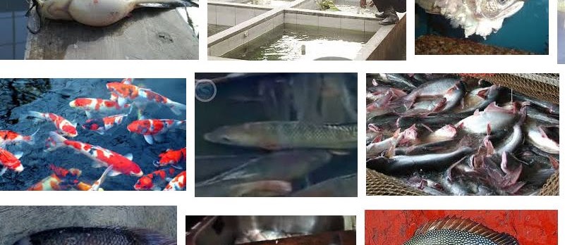 Pengendalian Hama dan Penyakit Pada Ikan Hias