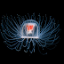 Turritopsis Nutricula: La medusa inmortal