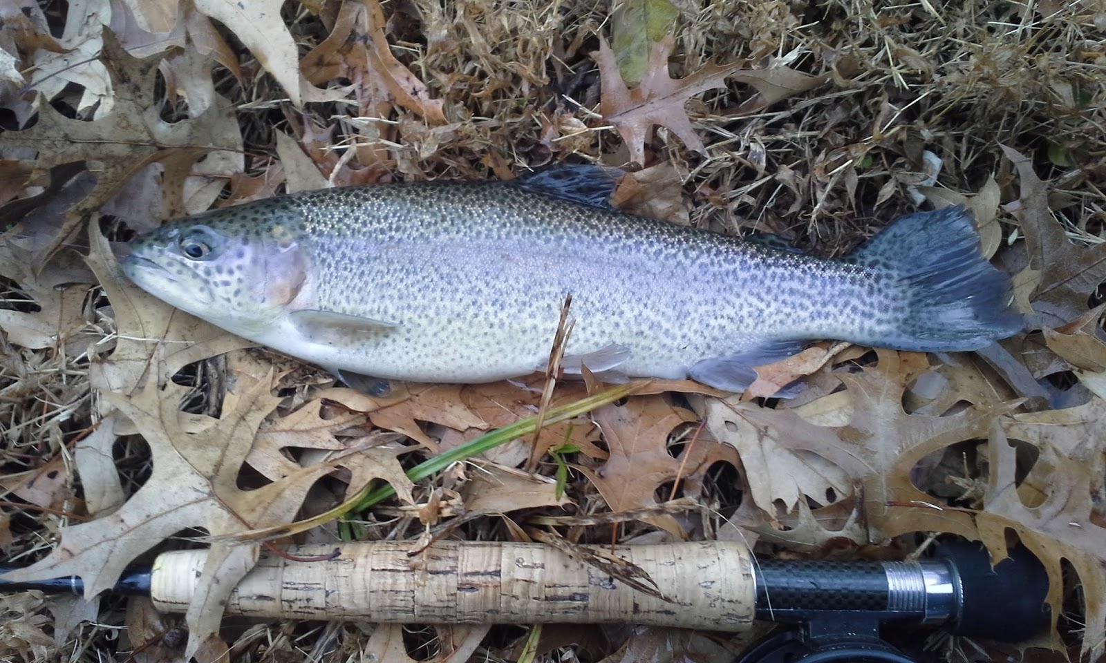 The Show Me Fly Guy: Kansas City Urban Trout Fishing Report