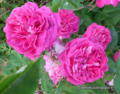 confettura di rosa gelatina di tarassaco sali aromatizzati oleoliti confetture di piccoli frutti ribes lampone fragoline di bosco tisane erbe officinali lavanda dittamo nell'appennino Bolognese e Modenese