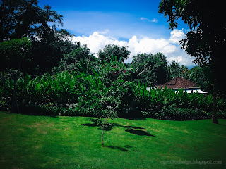 Green Grass Field In The Garden Park On A Sunny Day At Tangguwisia Village, North Bali, Indonesia