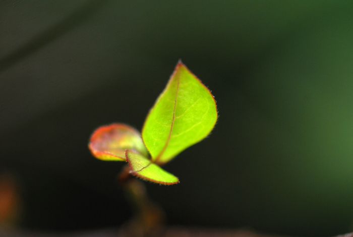 Leaf2
