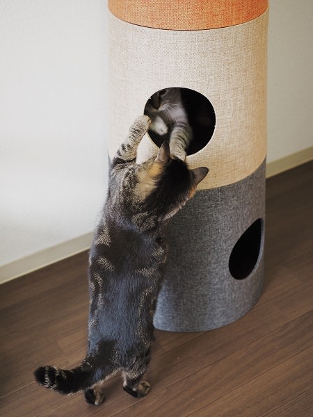 セットカーサの穴の中と外から猫パンチし合うシャムトラ猫とキジトラ猫