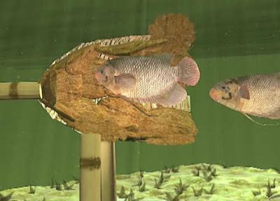 Pengertian Simulasi Visual 3D dan 2D Pengertian Simulasi Visual 3D dan 2D