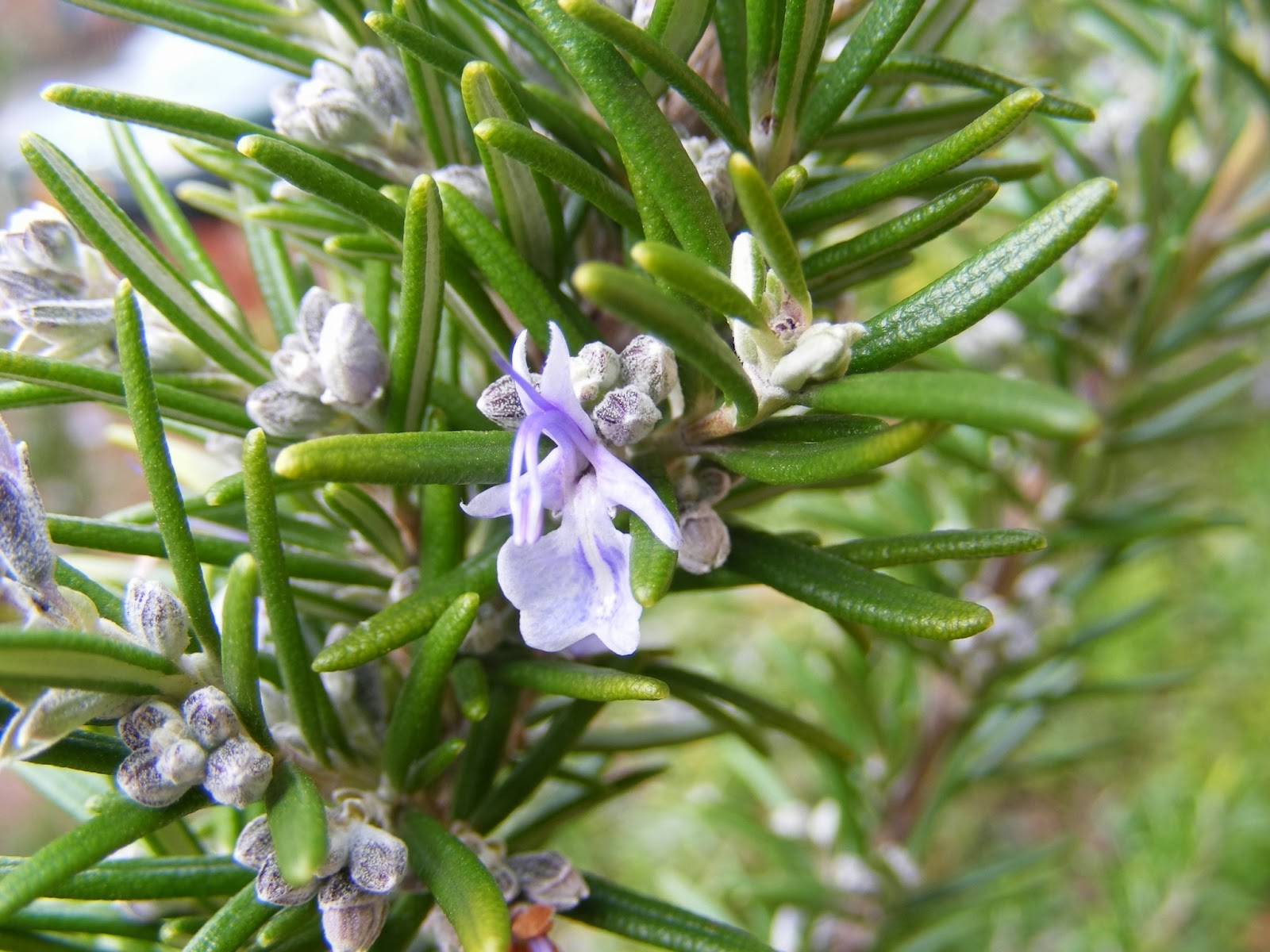 Club Montañero Ocho Miles Suabia Romero