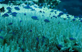 coral bleaching, marine heatwaves
