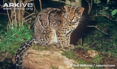 Kucing Kucing Liar Indonesia Mydokterhewan