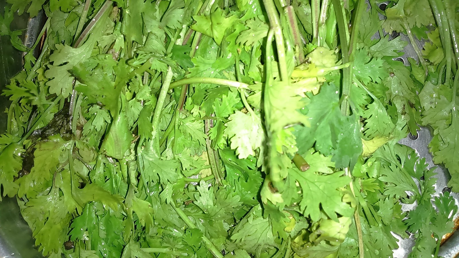 EASY CORIANDER CHUTNEY FOR RICE/DOSA (SWEET WITH JAGGERY)/ CORRIANDER