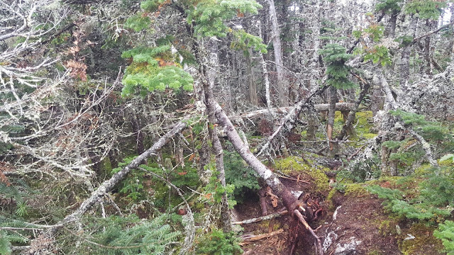 Sentier vers le mont Redington