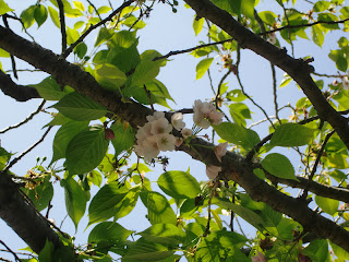 ���d��d�番��