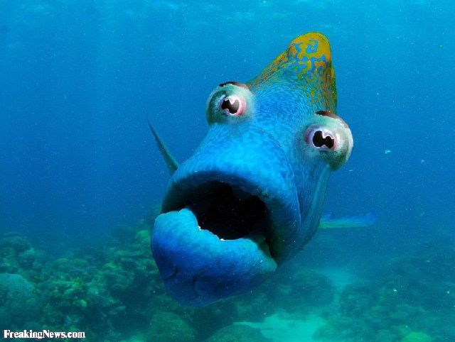 Gambar Ikan Lucu Kartun dan Asli Bikin Ngakak