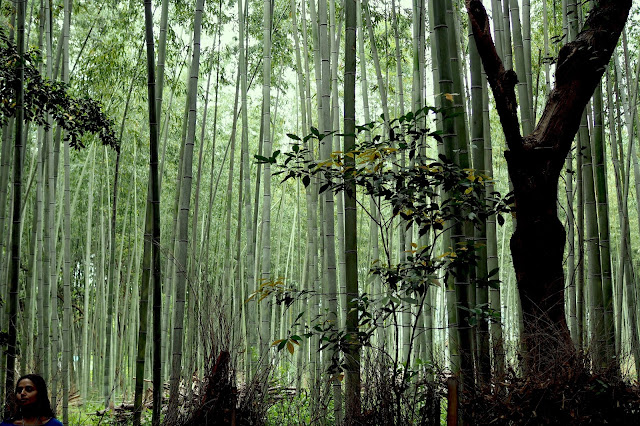 Arashiyama bamboo grove from singapore blog Arashiyama bamboo grove from singapore blog