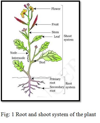 Root and Shoot Studies 1