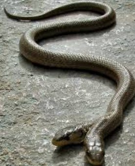 Tafsir Mimpi Ular Berkepala Dua