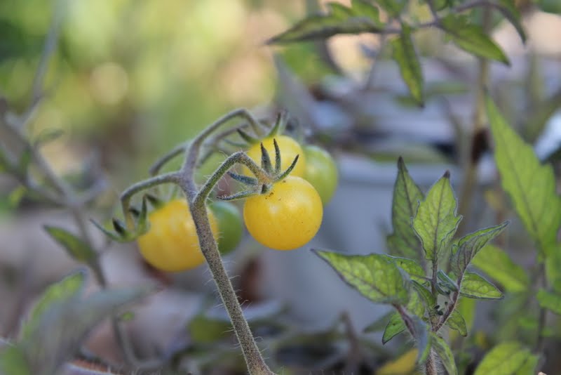 Wildes Gartenglück Reiche Ernte