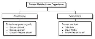 Jenis Metabolisme, Anabolisme, dan Katabolisme Jenis Metabolisme, Anabolisme, dan Katabolisme