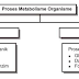 Pengertian Metabolisme, Anabolisme dan Katabolisme