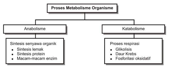 Pengertian Metabolisme Anabolisme Dan Katabolisme