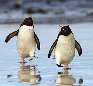 photos of penguin