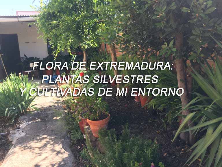 FLORA DE EXTREMADURA: PLANTAS SILVESTRES Y CULTIVADAS DE MI ENTORNO.