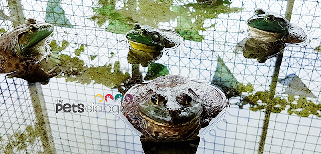 Huge Bullfrog and small Bullfrogs