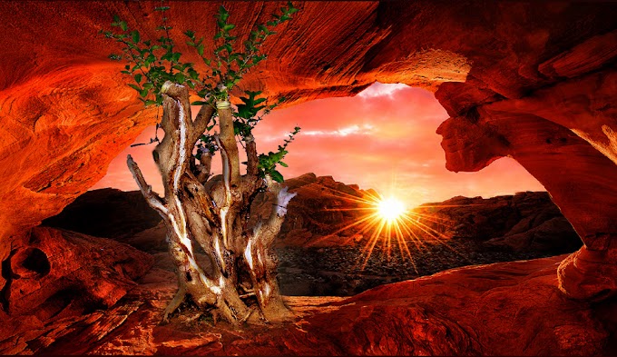 BONSAI HIDUP TIDAK AKAN MATI BILA MEMENUHI 3 (TIGA) SYARAT POKOK