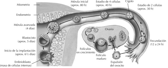 En la segunda semana