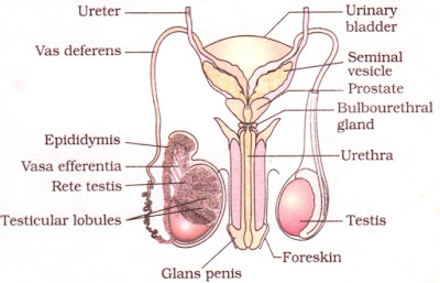 www.cbsencertsolution.com - diagram of male reproductive system