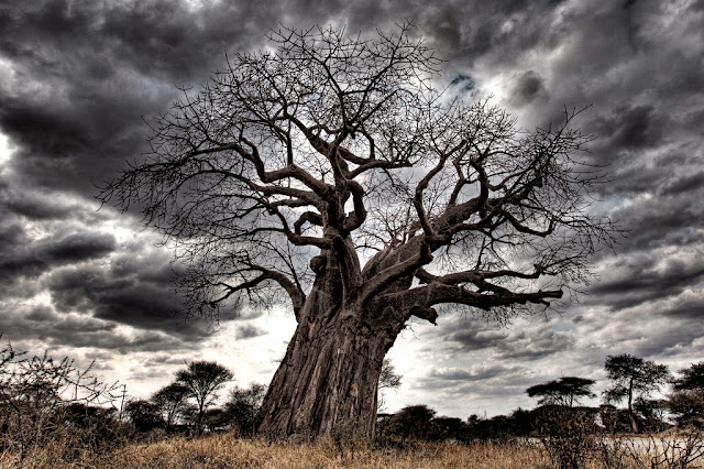 Baobab Tree: Facts