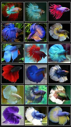 Ikan Laga 1001 Tipe Jenis Nama Ikan Laga Crowntail Dan Cupang Plakat Halfmoon