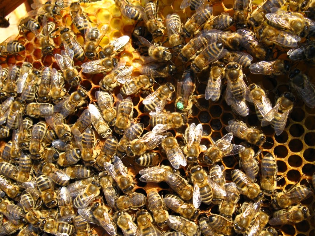 arıcılık, ana arı, karniol