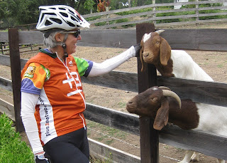 Two goats stick their heads through a fence to get an ear rub.