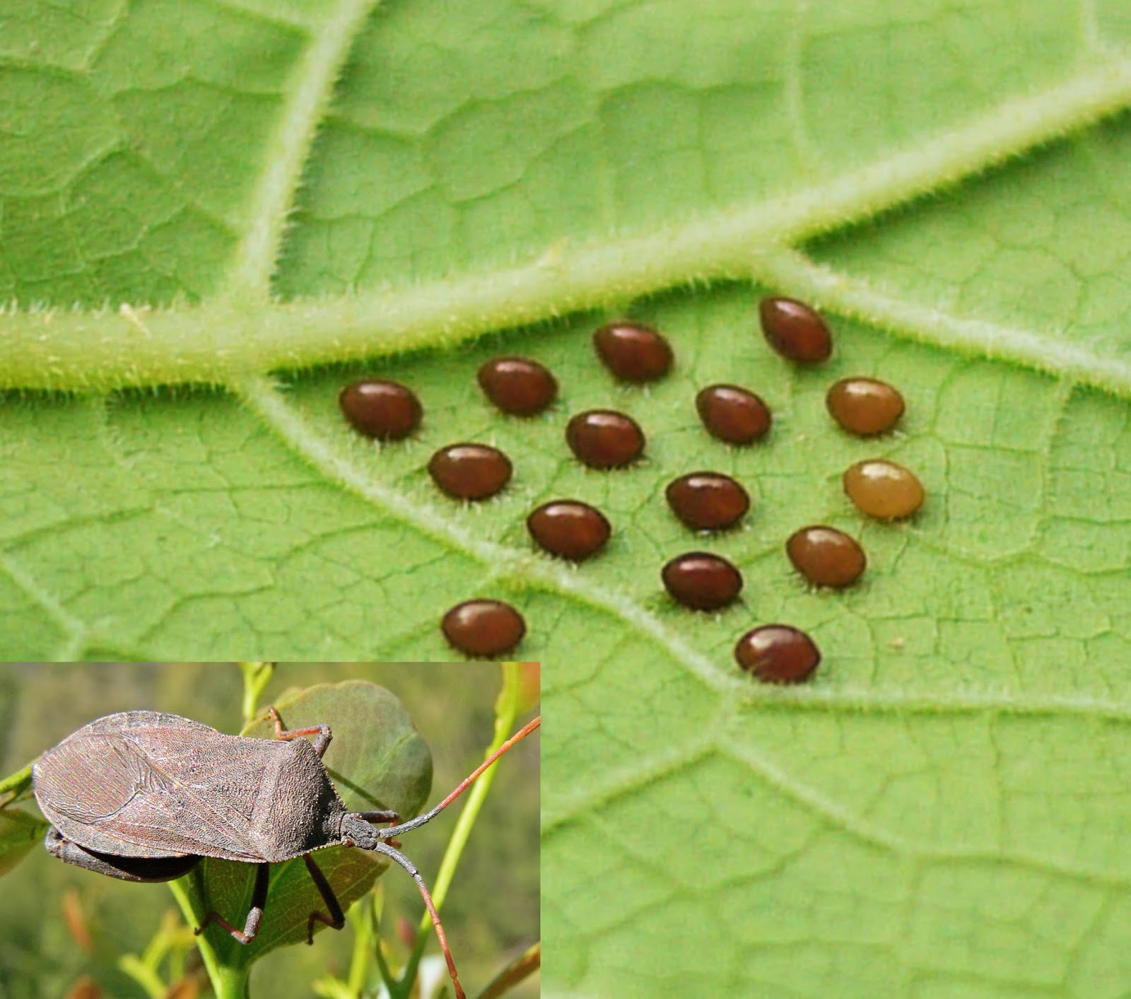 Ask A Master Gardener Squash bug control