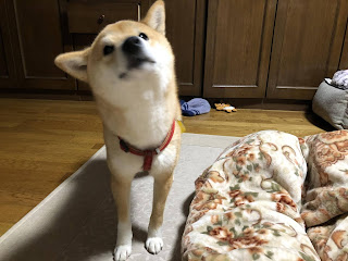 柴ドリルをやってしまいそうになっている柴犬ゆき富山
