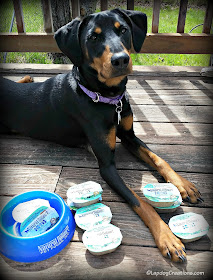 Penny wants to know.. Has your dog tried Natural Balance LID Wet Cups? #review #dogfood #ChewyInfluencer #LapdogCreations ©LapdogCreations