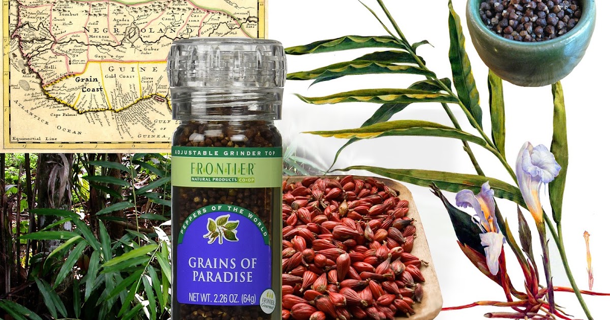 Intelliblog ALL ABOUT GRAINS OF PARADISE